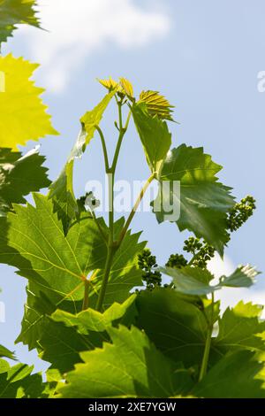 Junge grüne zarte Blätter der Trauben auf dem Hintergrund der blauen Himmel im Frühjahr. Stockfoto