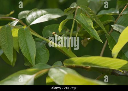 Gewöhnliche oder englische Walnüsse (Juglans regia) befruchteten weibliche Blüten und junge Früchte und Blätter im Frühjahr, Berkshire, Mai Stockfoto