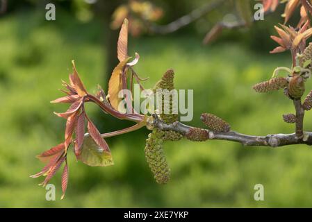 Männliche Blüten eines persischen, gewöhnlichen oder englischen Walnusses (Juglans regia) mit jungen bronzefarbenen Blättern im Frühjahr, Berkshire, April Stockfoto