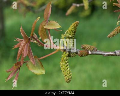 Männliche Blüten eines persischen, gewöhnlichen oder englischen Walnusses (Juglans regia) mit jungen bronzefarbenen Blättern im Frühjahr, Berkshire, April Stockfoto