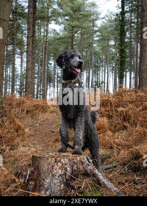 Jugendblauer Standard Poodle on a Tree Stump, Wareham Forest, Dorset, Großbritannien Stockfoto