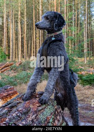 Jugendblauer Standard Poodle auf einem Baumstamm, Wareham Forest, Dorset, Großbritannien Stockfoto