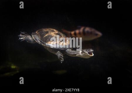 Roti Island Schlangenschildkröte im Prager Zoo. Chelodina mccordi taucht im Aquarium. Eine Gruppe von McCords Schlangenschildkröte. Tiere, die in ca. Stockfoto