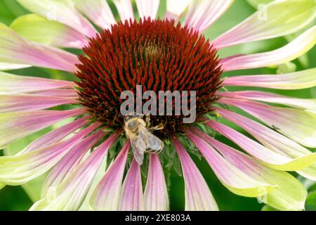 APIs mellifera Europäischer Honigbienen-Insekten-Honigbiene auf Blume Lila Koneflower Echinacea purpurea 'Green Twister' blüht Stockfoto