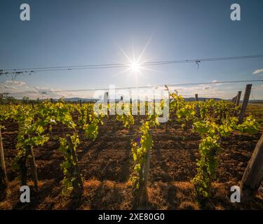 Spektakuläre Sicht aus der Vogelperspektive auf Traubenreihen in Tokajer Gegend, Ungarn und einer der wichtigsten Weinregionen des Landes. Stockfoto