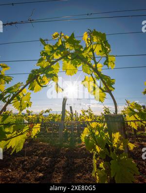 Spektakuläre Sicht aus der Vogelperspektive auf Traubenreihen in Tokajer Gegend, Ungarn und einer der wichtigsten Weinregionen des Landes. Stockfoto