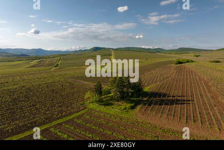 Spektakuläre Sicht aus der Vogelperspektive auf Traubenreihen in Tokajer Gegend, Ungarn und einer der wichtigsten Weinregionen des Landes. Stockfoto