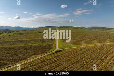 Spektakuläre Sicht aus der Vogelperspektive auf Traubenreihen in Tokajer Gegend, Ungarn und einer der wichtigsten Weinregionen des Landes. Stockfoto