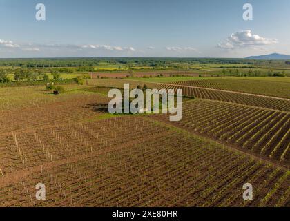 Spektakuläre Sicht aus der Vogelperspektive auf Traubenreihen in Tokajer Gegend, Ungarn und einer der wichtigsten Weinregionen des Landes. Stockfoto