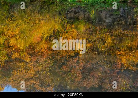 Herbstlandschaft. Herbstbäume im Park bei Sonnenuntergang. Stockfoto