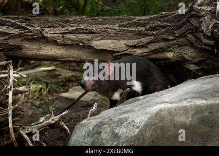 Der tasmanische Teufel sitzt auf dem Felsen. Seltene Tiere von Tasmanien. Sarcophilus harrisii in der Natur. Stockfoto