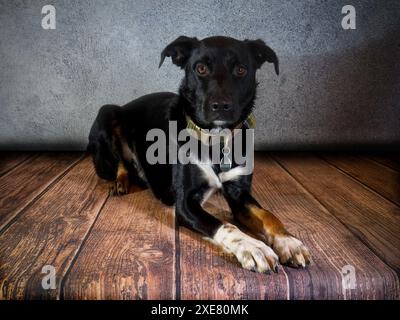 Studio-Fotoshooting eines Hundes Stockfoto