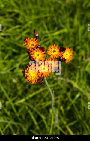 Fox and Cubs Wildblume Stockfoto