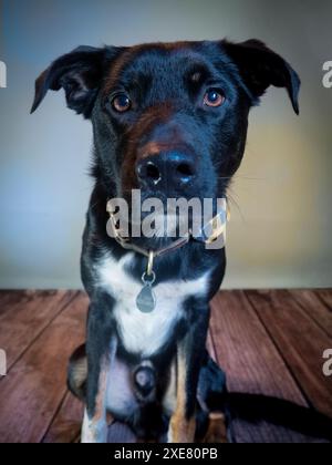 Hund, Blick in die Kamera Stockfoto