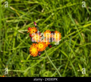 Fox and Cubs Wildblume Stockfoto