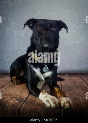 Fotoshooting eines Hundes Stockfoto