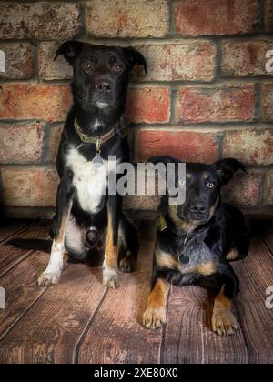 Studio-Porträt von zwei Hunden Stockfoto