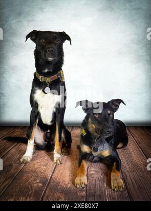 Studio-Porträt von zwei Hunden. Stockfoto