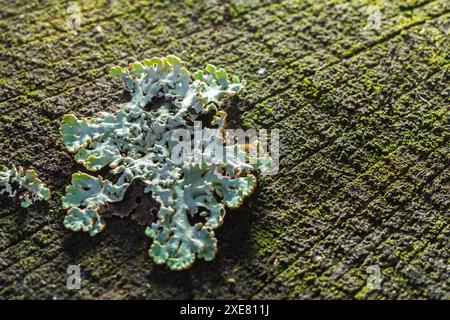 Nahaufnahme von Flechten Hypogymnia physodes an einem alten Baumzweig. Stockfoto