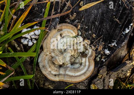 Fomes fomentarius Pilz auf dem Kofferraum einer alten Pappel an einem Sommertag. Stockfoto