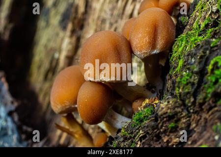 Psathyrella piluliformis gemeiner Stump Brittlestem Pilz rötlich-brauner Pilz, der steil in Gruppen wächst, natürliches Licht. Stockfoto