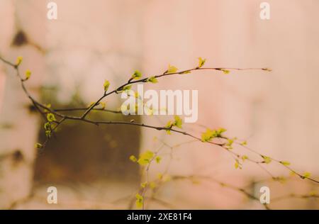 Auf den dünnen Ästen einer Birke wachsen an einem warmen Frühlingstag grüne junge Blätter. Es ist schön, die Natur in ihrer vollen Blüte zu sehen. Stockfoto