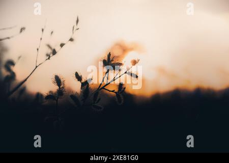 Die untergehende Sonne strahlt die Weidenblüten in wunderschönem Glanz und schafft eine magische Szene in der Dämmerung des späten Abends. Ein Sonnenuntergang im Frühling. Stockfoto