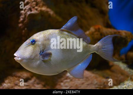 Blauäugige Fische schwimmen anmutig in klarem Wasser. Fisch schwimmt in einem Becken mit einer Felswand Stockfoto