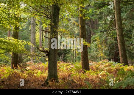 Herbstliche Farben an einem sonnigen Morgen in der Nähe des Rhinefield Ornamental Drive im New Forest National Park, Hampshire, England. Herbst (Oktober) 2018. Stockfoto