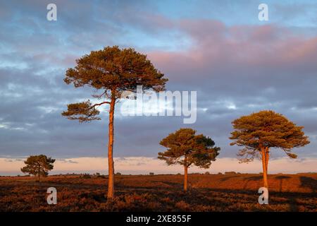 Scots Pine Trees auf der Heidelandschaft im Abendsonnenlicht, New Forest National Park, Hampshire, England. Herbst (Oktober) 2018. Stockfoto