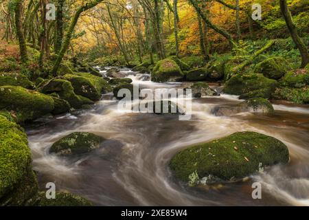 Schnell fließender Waldbach im Herbst, River Plym, Dartmoor National Park, Devon, England. Herbst (November) 2018. Stockfoto