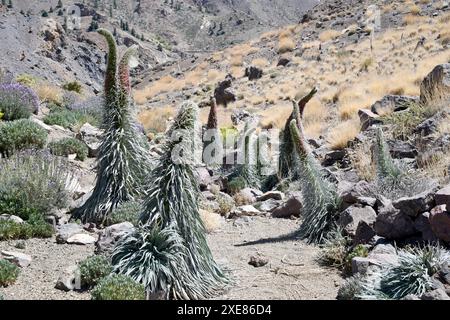 Taginaste rojo (Echium wildpretii wildpretii) ist ein zweijähriges Kraut, das in den Bergen Teneriffas endemisch ist. Dieses Foto wurde in Las Cañadas del Teide Natio aufgenommen Stockfoto