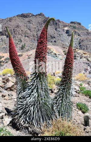 Taginaste rojo (Echium wildpretii wildpretii) ist ein zweijähriges Kraut, das in den Bergen Teneriffas endemisch ist. Dieses Foto wurde in Las Cañadas del Teide Natio aufgenommen Stockfoto