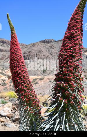 Taginaste rojo (Echium wildpretii wildpretii) ist ein zweijähriges Kraut, das in den Bergen Teneriffas endemisch ist. Dieses Foto wurde in Las Cañadas del Teide Natio aufgenommen Stockfoto