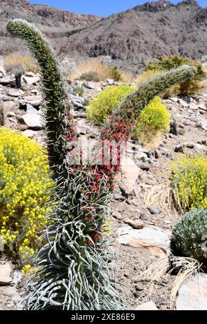 Taginaste rojo (Echium wildpretii wildpretii) ist ein zweijähriges Kraut, das in den Bergen Teneriffas endemisch ist. Dieses Foto wurde in Las Cañadas del Teide Natio aufgenommen Stockfoto