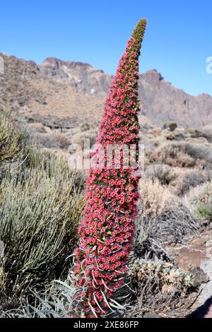 Taginaste rojo (Echium wildpretii wildpretii) ist ein zweijähriges Kraut, das in den Bergen Teneriffas endemisch ist. Dieses Foto wurde in Las Cañadas del Teide Natio aufgenommen Stockfoto