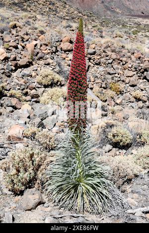 Taginaste rojo (Echium wildpretii wildpretii) ist ein zweijähriges Kraut, das in den Bergen Teneriffas endemisch ist. Dieses Foto wurde in Las Cañadas del Teide Natio aufgenommen Stockfoto