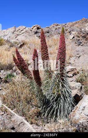 Taginaste rojo (Echium wildpretii wildpretii) ist ein zweijähriges Kraut, das in den Bergen Teneriffas endemisch ist. Dieses Foto wurde in Las Cañadas del Teide Natio aufgenommen Stockfoto