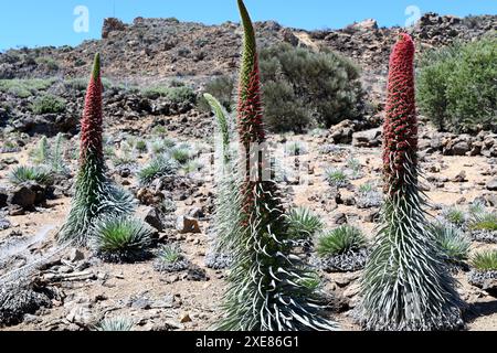 Taginaste rojo (Echium wildpretii wildpretii) ist ein zweijähriges Kraut, das in den Bergen Teneriffas endemisch ist. Dieses Foto wurde in Las Cañadas del Teide Natio aufgenommen Stockfoto