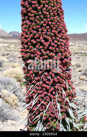 Taginaste rojo (Echium wildpretii wildpretii) ist ein zweijähriges Kraut, das in den Bergen Teneriffas endemisch ist. Dieses Foto wurde in Las Cañadas del Teide Natio aufgenommen Stockfoto