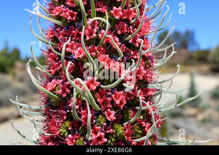 Taginaste rojo (Echium wildpretii wildpretii) ist ein zweijähriges Kraut, das in den Bergen Teneriffas endemisch ist. Dieses Foto wurde in Las Cañadas del Teide Natio aufgenommen Stockfoto