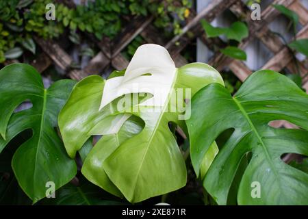 Monstera Deliciosa Albo. Verschiedene Käseanlagen. Trendige, teure Zimmerpflanze Stockfoto