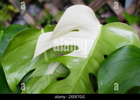 Monstera Deliciosa Albo. Verschiedene Käseanlagen. Trendige, teure Zimmerpflanze Stockfoto