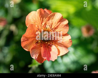 Nahaufnahme einer einzelnen orangen Blume von Geum 'Totally Tangerine' Stockfoto