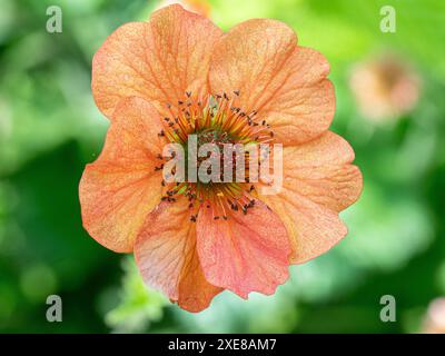 Nahaufnahme einer einzelnen orangen Blume von Geum 'Totally Tangerine' Stockfoto