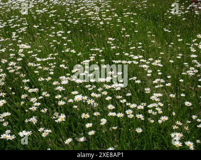 Ein Feld der beliebten Frühsommer blühenden Ochsenaugen-Gänseblümchen Leucanthemum vulgare. Stockfoto