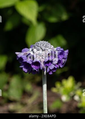 Ein einzelner flacher Blumenkopf von Primula capitata 'Noverna' Stockfoto