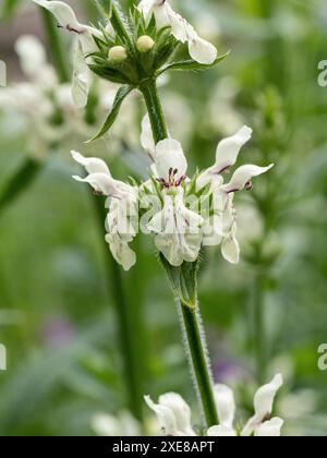 Eine Nahaufnahme einer Gruppe weißer Blüten der mehrjährigen Stachys recta Stockfoto