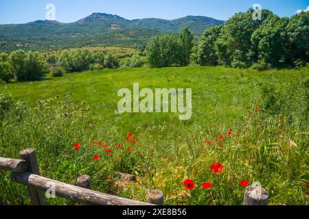 Frühlingslandschaft. Pinilla del Valle, Provinz Madrid, Spanien. Stockfoto