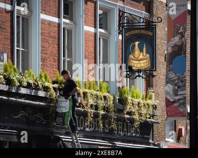 Gärtner, der an Pflanzen in einem hohen Fensterkasten über dem historischen Woodins Shades Pub in Bishopsgate London arbeitet. Das Pub gehört Nicholson's Pubs und wird von ihnen betrieben. Stockfoto